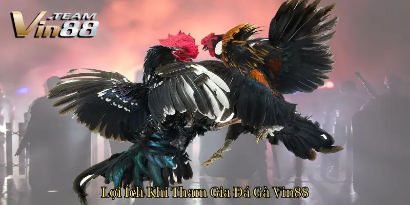 Lợi Ích Khi Tham Gia Đá Gà Vin88